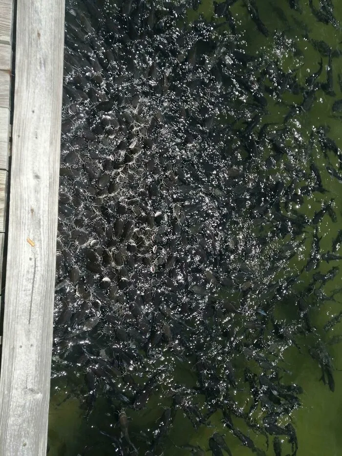 Dark murky water crowded with fish near wooden dock