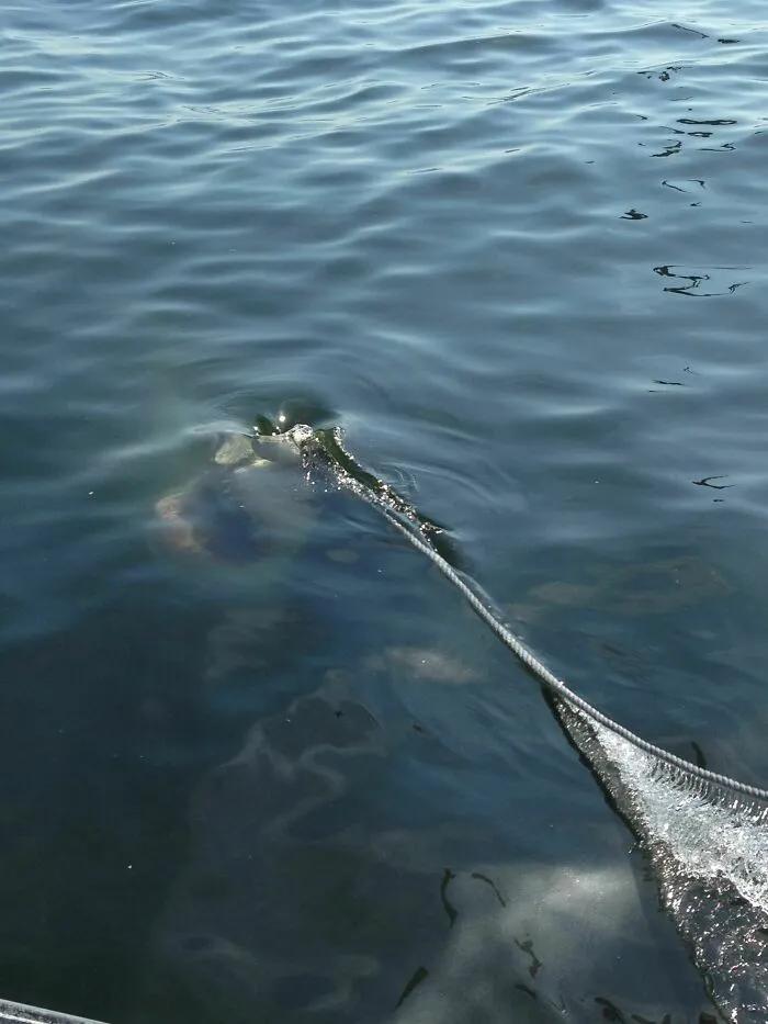 Creepy deep-water rope and net submerged underwater in dark ocean water