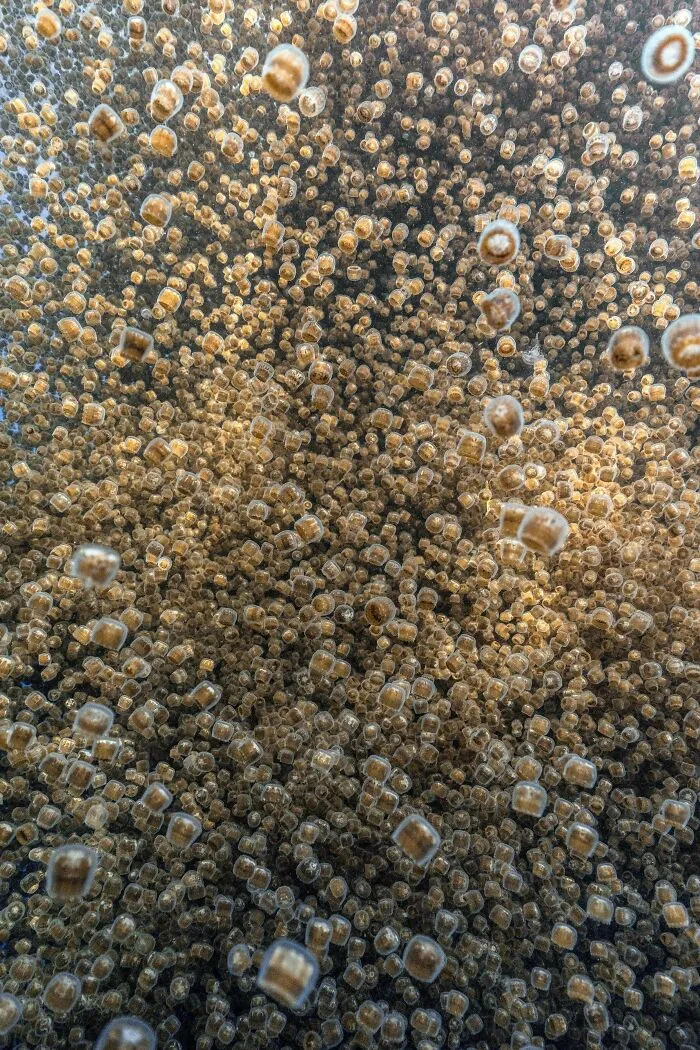 Swarm of tiny jellyfish floating in deep-water ocean