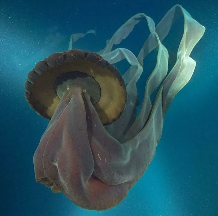 Creepy deep-water jellyfish with long flowing tentacles