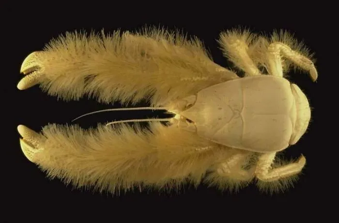 Deep-water hairy lobster with fuzzy claws on black background