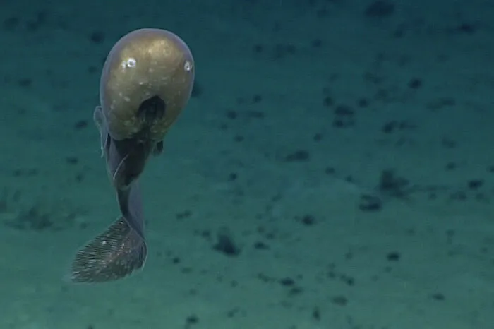 Deep sea creature captured in creepy deep water photo
