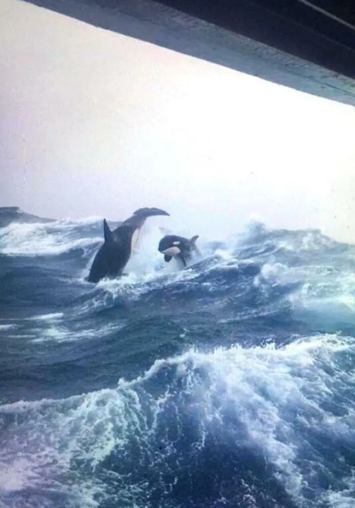 Creepy deep-water photo of orcas swimming in rough ocean waves near a boat