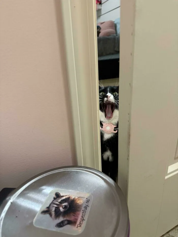 Black and white cat meowing behind a partially open door