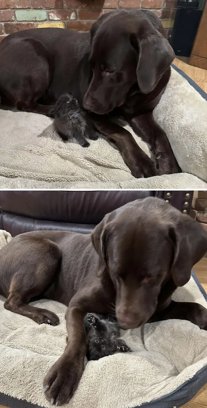 Wholesome animal pics of a large chocolate Labrador gently playing with a tiny black kitten
