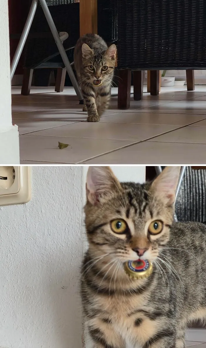 Playful tabby cat carrying a bottle cap, representing wholesome animal pics.