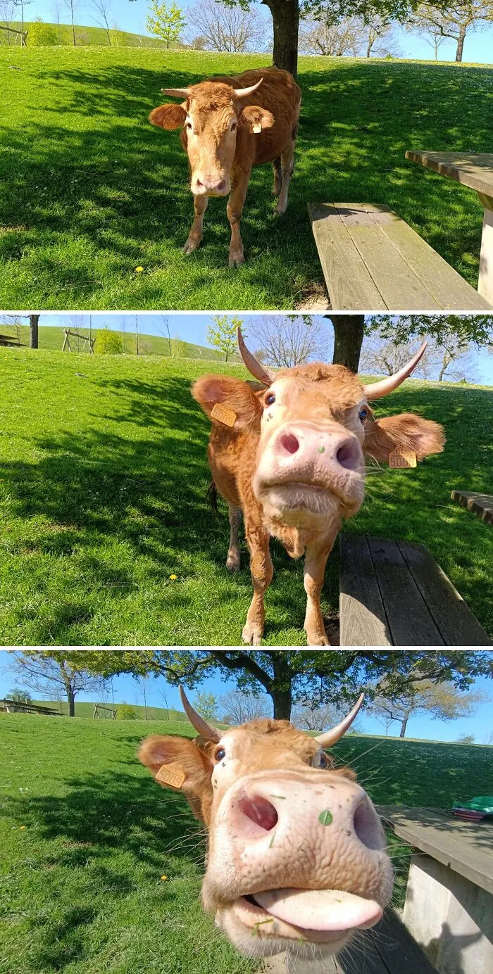 Sequence of funny cow photos showing it getting closer, perfect for wholesome animal pics