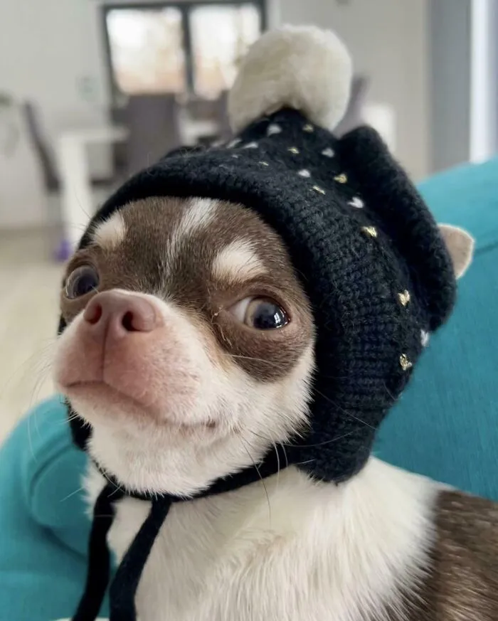 Cute chihuahua wearing a black knitted beanie in one of these wholesome animal pics
