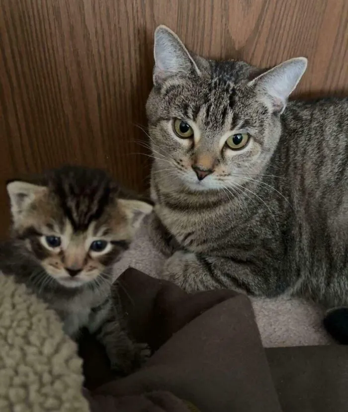 Wholesome animal pics featuring a tabby cat sitting next to a tiny tabby kitten looking directly at the camera.