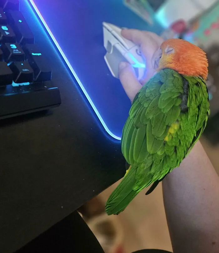 Small green parrot sleeping peacefully on a person hand near a computer mouse, a wholesome animal pic.