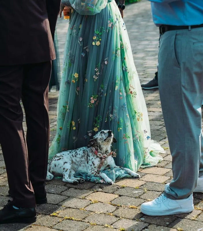 Spotted dog resting gracefully on the train of a green floral dress, part of wholesome animal pics
