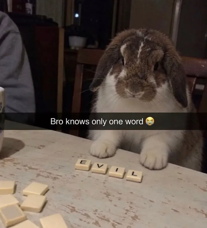 Funny weird animal memes showing a rabbit spelling EVIL on a table with letter tiles
