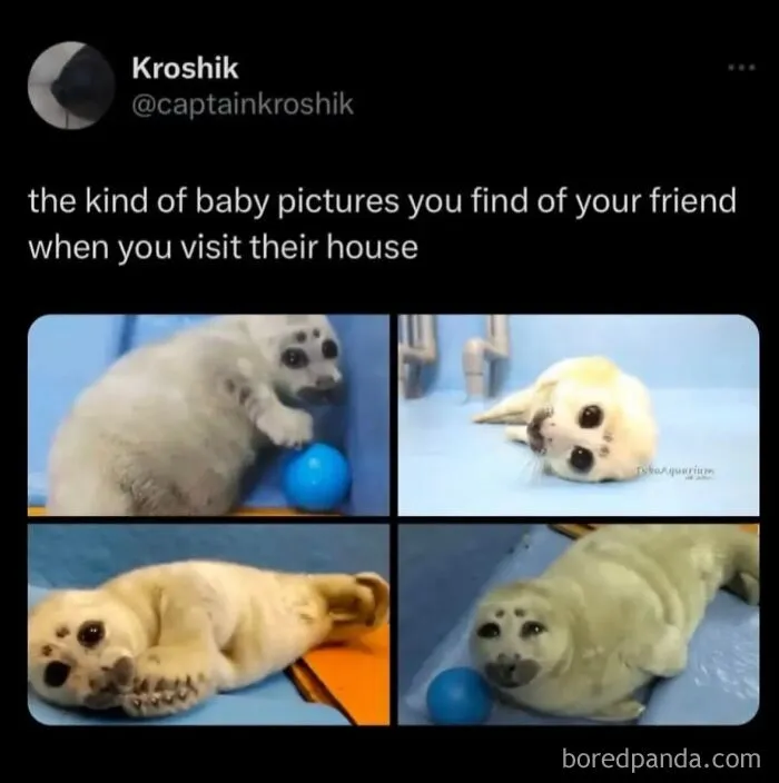 Funny weird animal memes compilation featuring four images of a adorable baby seal playing with a blue ball.