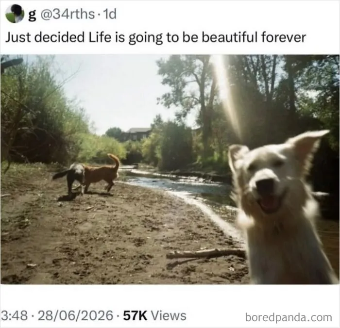 A happy dog smiling in outdoors setting, perfect for funny weird animal memes lovers.