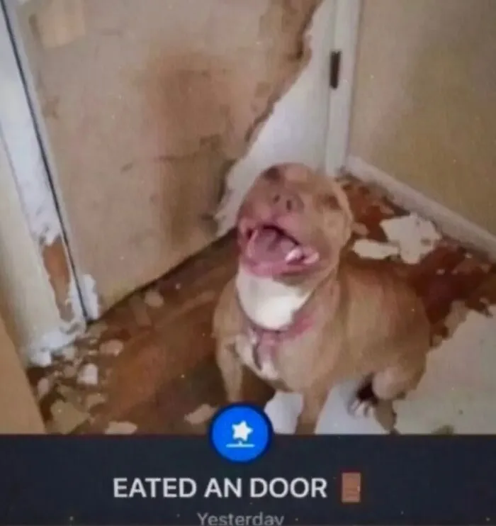 Funny weird animal memes of a happy dog sitting next to a damaged door it chewed up.