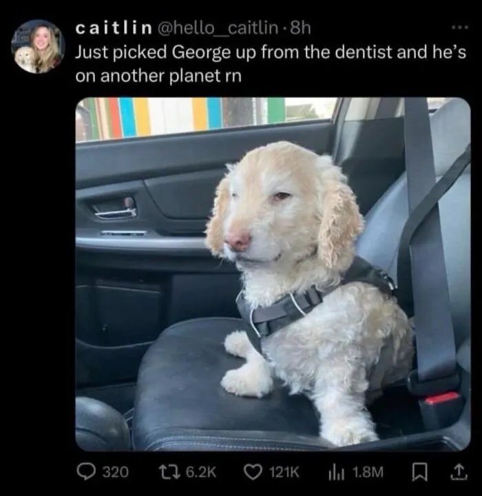 A dazed dog sitting in a car after the vet, featured in funny weird animal memes