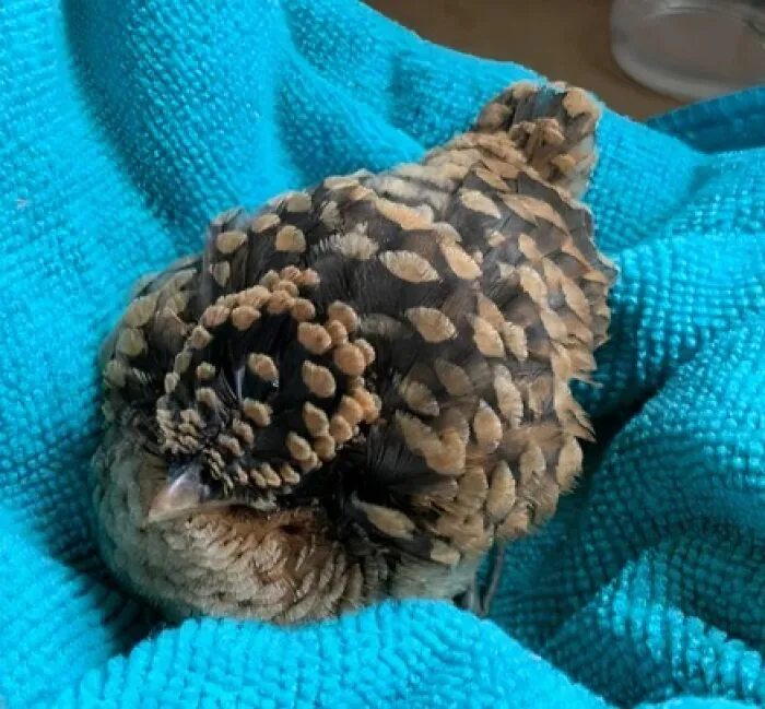 Close up photo of a small brown bird resting on a blue cloth that looks like a pinecone tricking your eyes