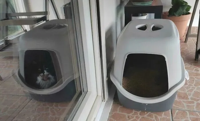 A photo that might make your eyes play tricks as a cat reflection appears inside an empty litter box