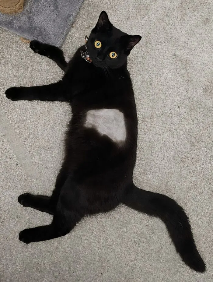 A black cat with a shaved patch on its belly lying down, creating a funny optical illusion.
