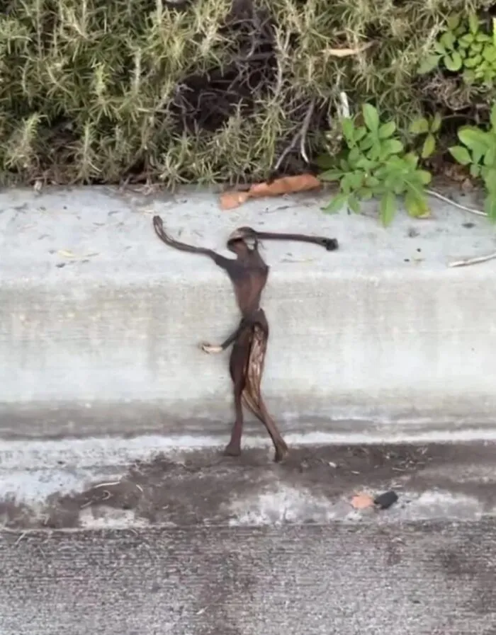 Strange dried plant pod on a curb that looks like a tiny figure and makes your eyes play tricks on you.