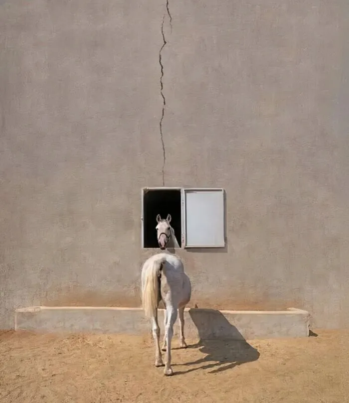 A confusing perspective of a white horse standing behind a wall, making its head look separated in a window.