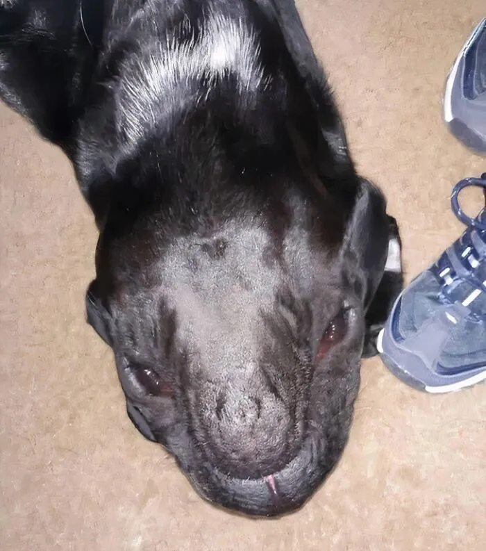 An upside down black dog head making confusing photos where eyes play tricks on you.