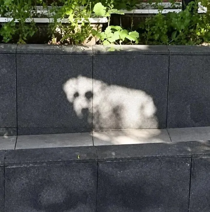 Sunlight reflection on a wall shaped like a small dog, making you wonder if your eyes play tricks.