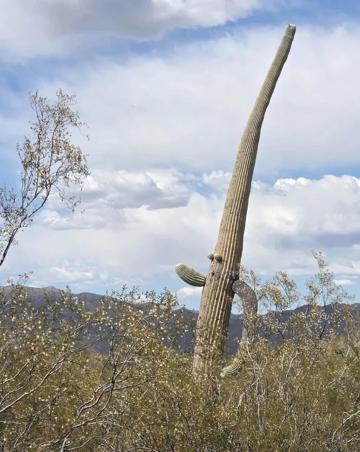 A tall saguaro cactus leaning back in a desert landscape looking like an optical illusion.