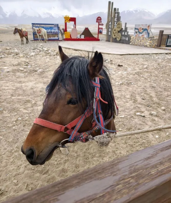 A horse head on dirt ground creating optical illusion photos that play tricks on your eyes.