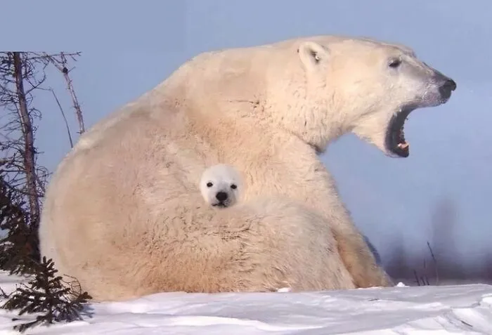 Polar bear cub peeking out from its mother fur in a confusing perspective photo.
