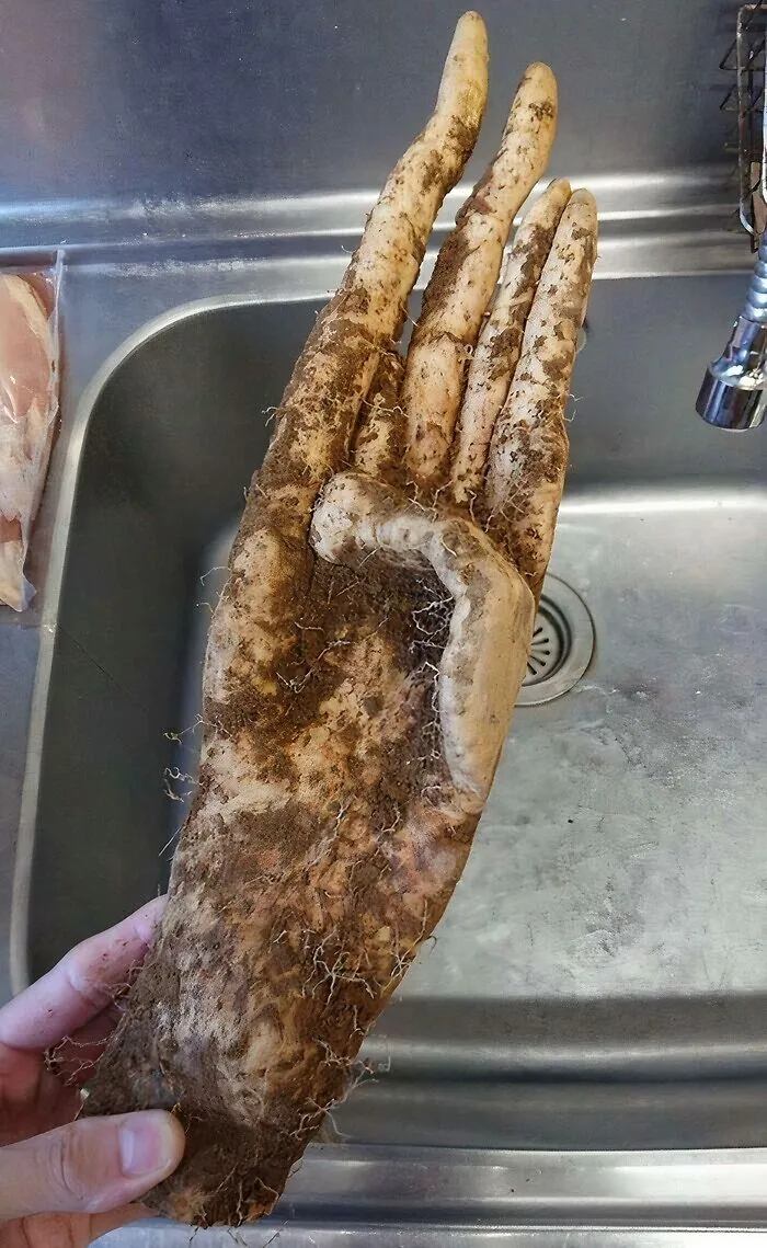 A Sweet Potato Dug Up From A Garden