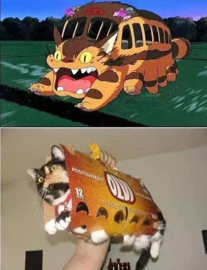 Wholesome memes comparing the Catbus from Totoro to a real cat wearing a beer carton.
