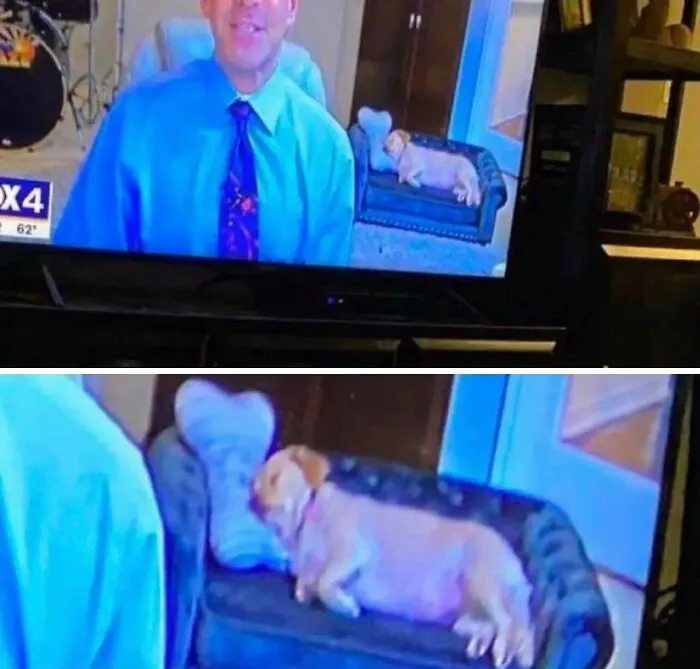 Relatable memes showing a dog sleeping on a tiny couch in the background of a news broadcast.
