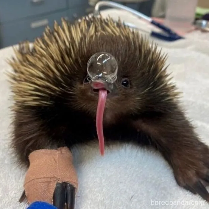 Cute echidna blowing a snot bubble meme showing funny animal behavior.