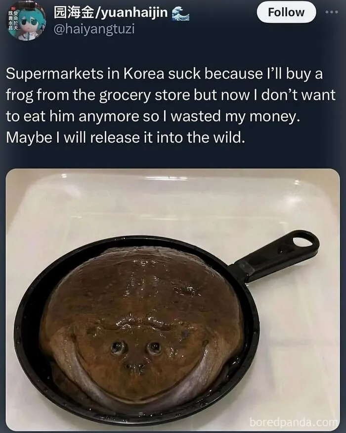Hilarious memes showing a round frog lying inside a small frying pan.