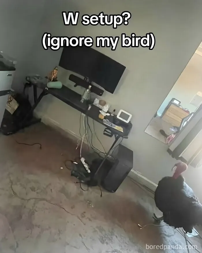 Funny memes showing a desk setup with a turkey standing in the room.