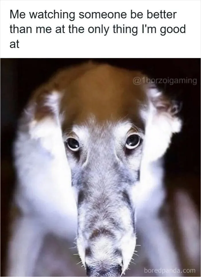 Relatable internet memes post of a long-nosed dog staring defeatedly into the camera.