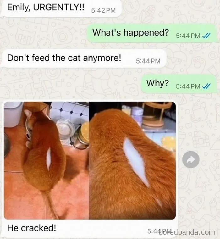 Hilarious memes featuring a text conversation about an orange cat with a white stripe.