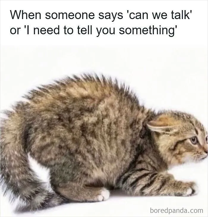 Funny internet memes showing a startled kitten arched back defensively in response to serious conversation prompts.