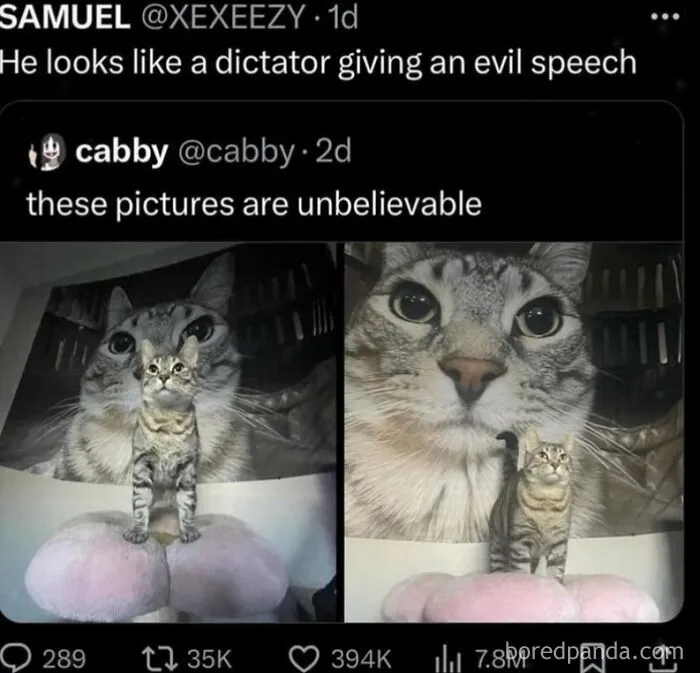 Humorous memes showing a cat standing in front of a giant photo background like a dictator