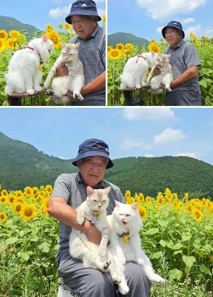 Japanese grandpa holding his cute cats in a field of bright yellow sunflowers.