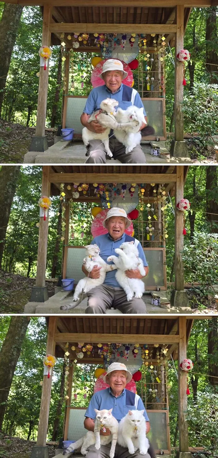 Japanese grandpa sitting at a wooden shrine during cute photoshoots with his cats playing in his lap.