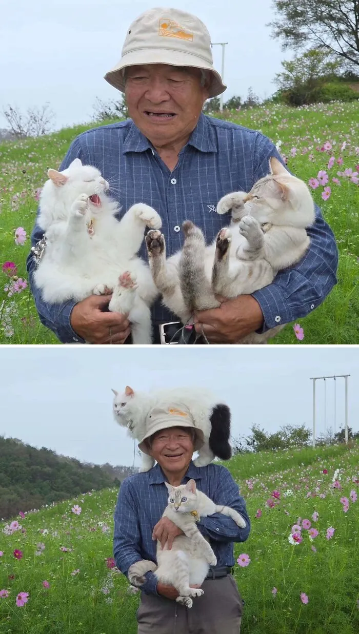 Japanese grandpa experiencing hilarious chaos during a photoshoot with his energetic cats.