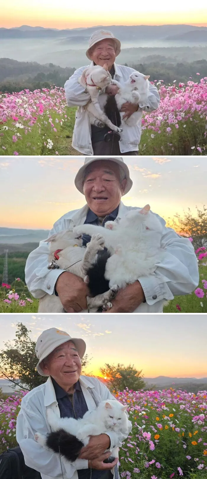 Japanese grandpa taking cute photoshoots with his cats in a scenic flower field at sunset.