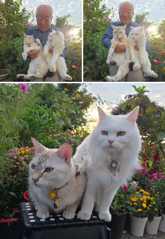 Japanese grandpa and his two cats sitting together in a garden for a funny photoshoot.