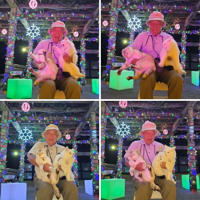 Japanese grandpa holding two white cats during a photoshoot surrounded by colorful festive lights.