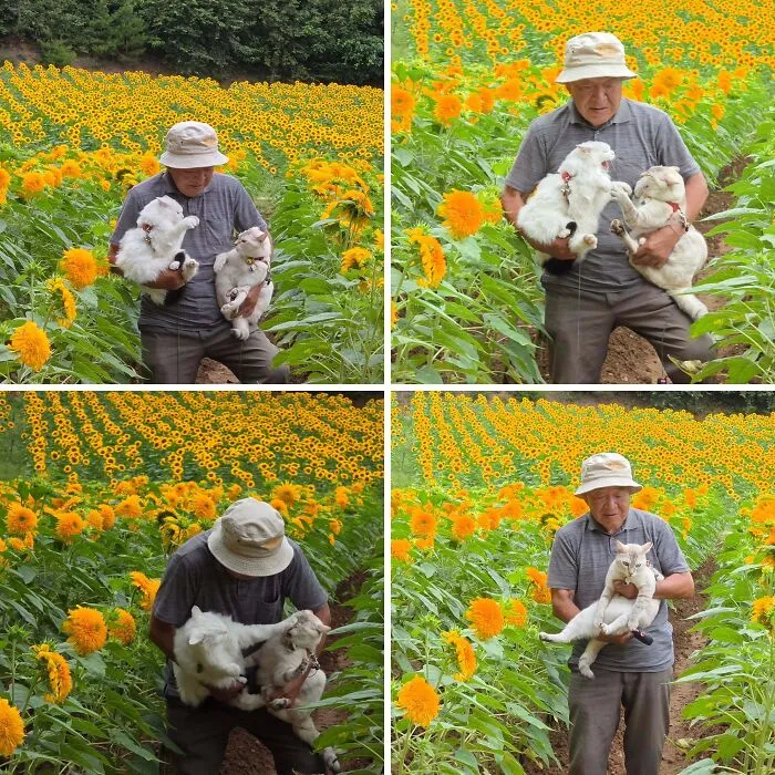 Japanese grandpa holding two white cats during a photoshoot in a vibrant sunflower field.