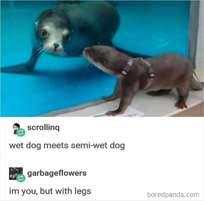 Curious otter looking at a seal behind glass aquarium, one of many wholesome moments.