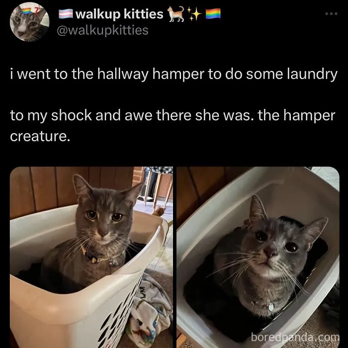 63 Memes That Need Absolutely Zero Context To Be Funny