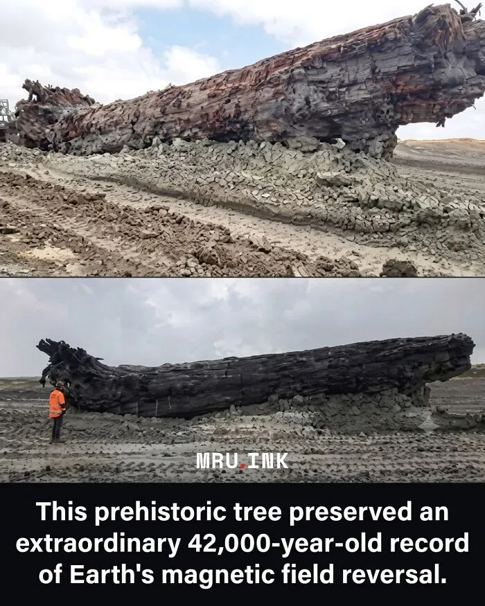 A massive prehistoric tree log preserved in mud, featured among fascinating photos and facts about Earth.